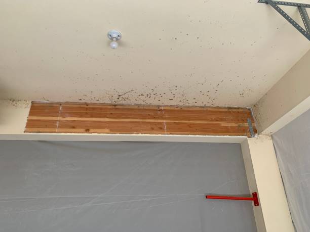 Storrs, CT Mold Removal Company