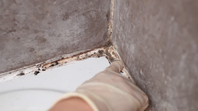 Best Mold Odor Removal Services  in Storrs, CT